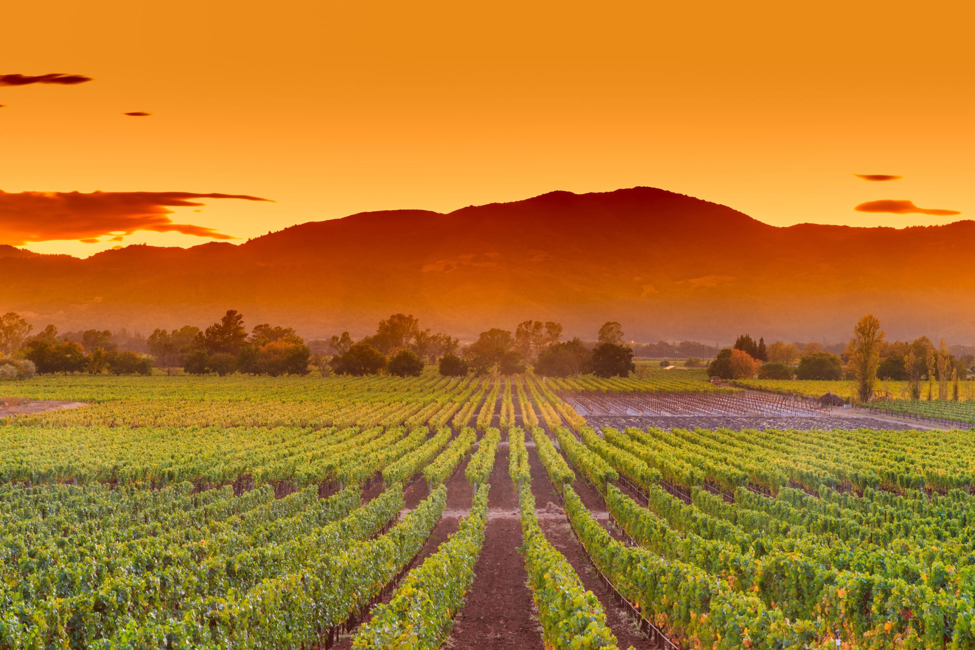 Das Erbe von Mike Grgich und die kroatischen Wurzeln des Zinfandel